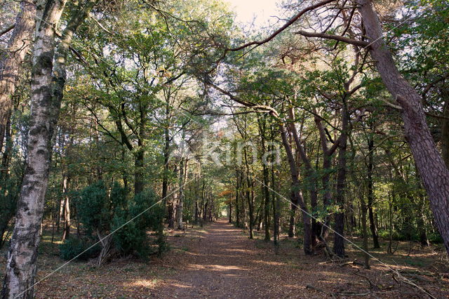 Berk (Betula)