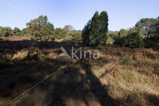 common juniper (Juniperus communis)