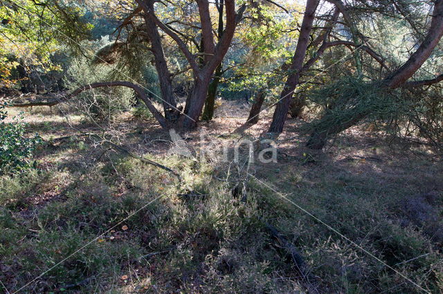 Pine tree (Pinus spec.)