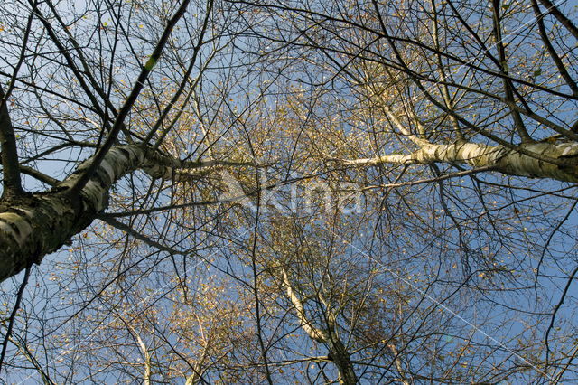 Birch (Betula)