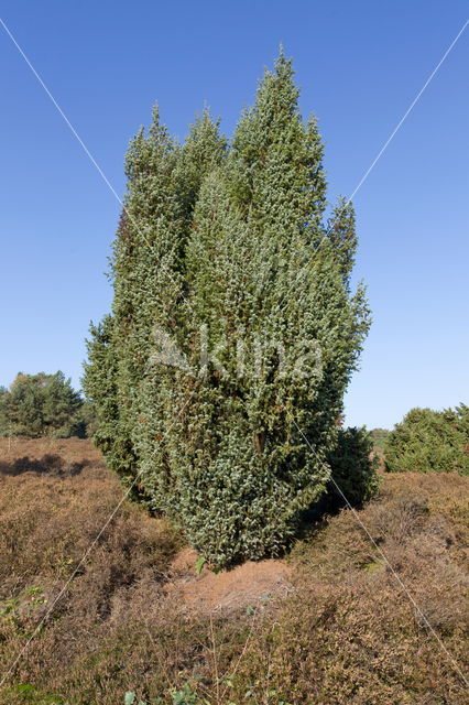 common juniper (Juniperus communis)