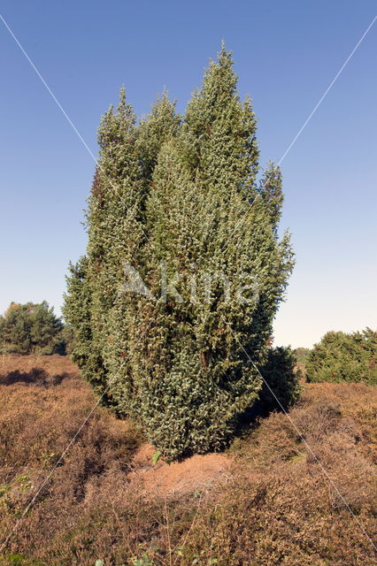 Jeneverbes (Juniperus communis)