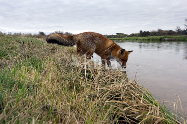 Fox (Vulpes vulpes)