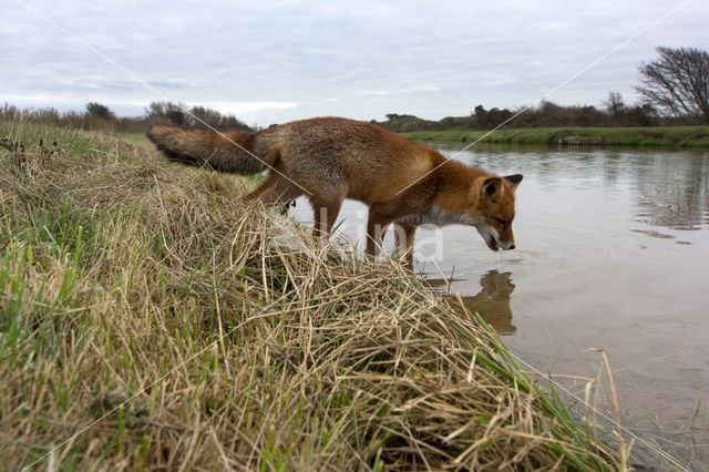 Fox (Vulpes vulpes)