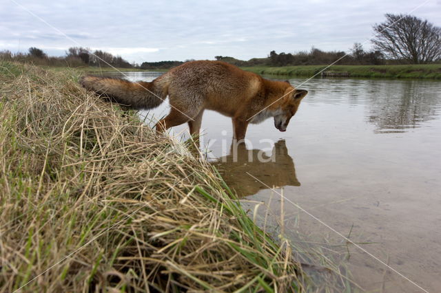 Fox (Vulpes vulpes)