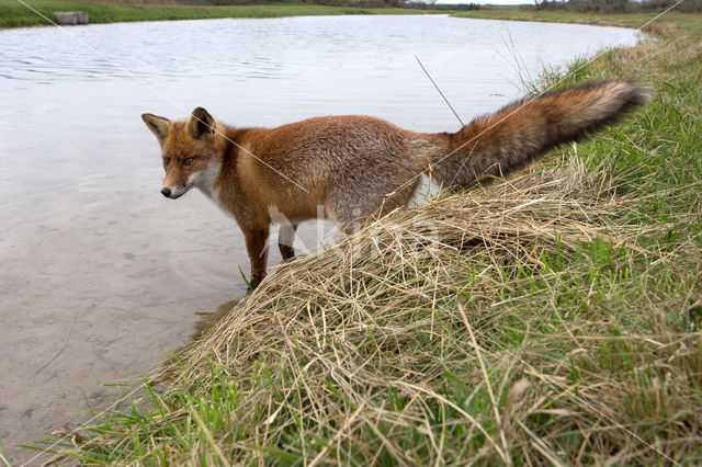 Fox (Vulpes vulpes)