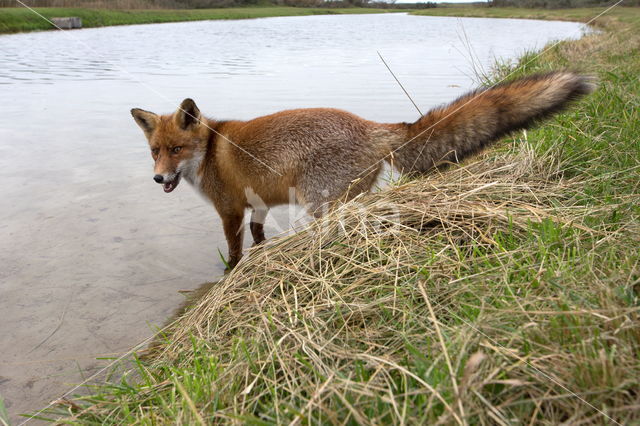 Fox (Vulpes vulpes)