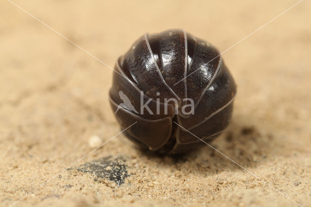 pillbug (Armadillidium vulgare)