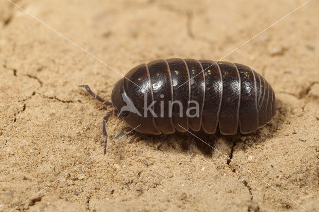 Rolpissebed (Armadillidium vulgare)