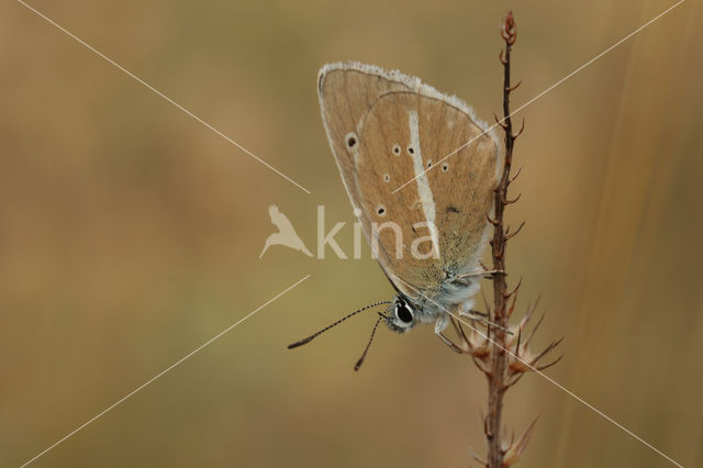 Witstreepblauwtje (Polyommatus damon)