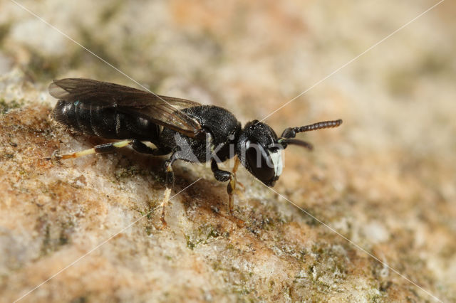 Hylaeus imparilis