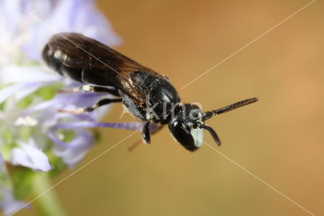 Hylaeus angustatus