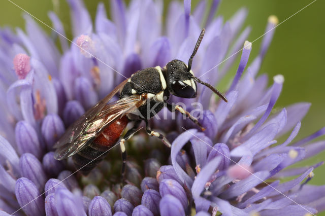 Rode maskerbij (Hylaeus variegatus)