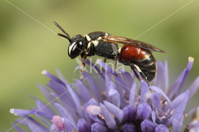 Rode maskerbij (Hylaeus variegatus)