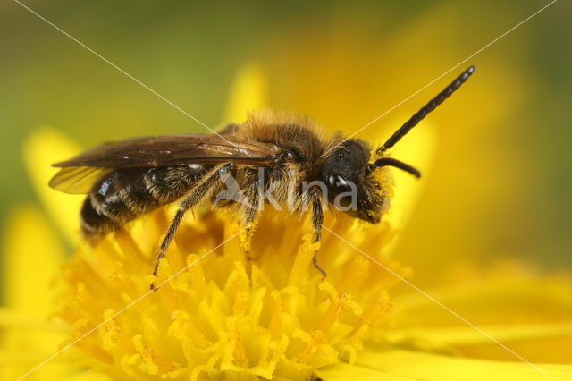 Wimperflankzandbij (Andrena dorsata)