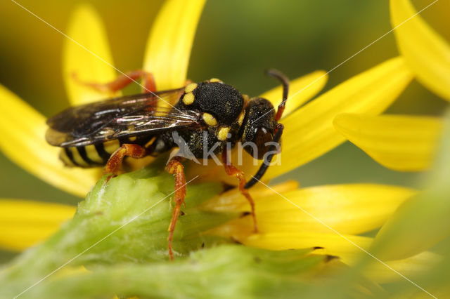 Zwartsprietwespbij (Nomada flavopicta)