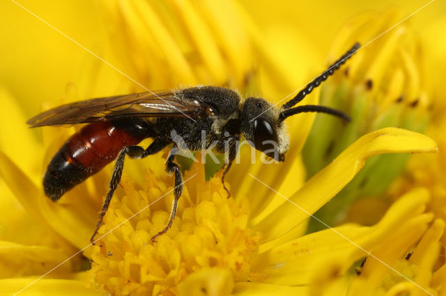 Dikkopbloedbij (Sphecodes monilicornis)