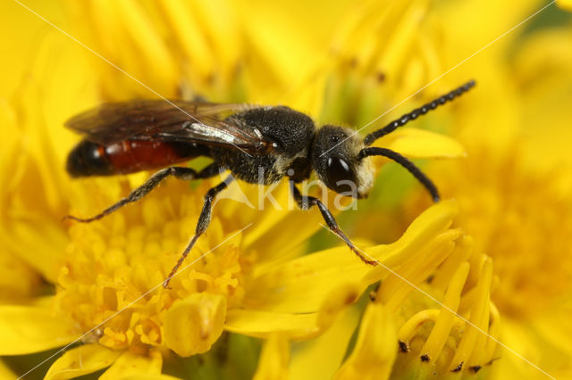 Sphecodes monilicornis