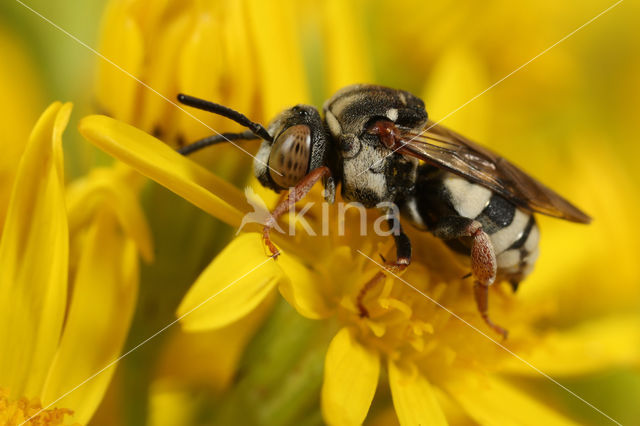 Gewone viltbij (Epeolus variegatus)