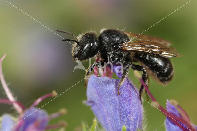 Geelgespoorde houtmetselbij (Osmia claviventris)