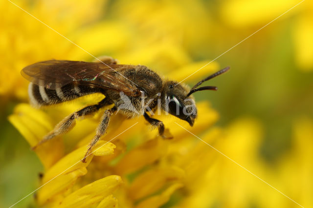 Heidebronsgroefbij (Halictus confusus)