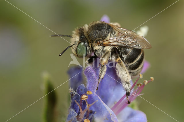 Anthophora bimaculata