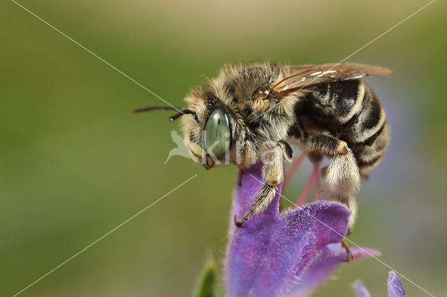 Anthophora bimaculata