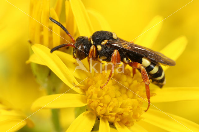 Heidewespbij (Nomada rufipes)