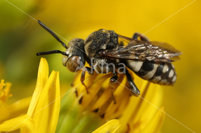 Gewone viltbij (Epeolus variegatus)