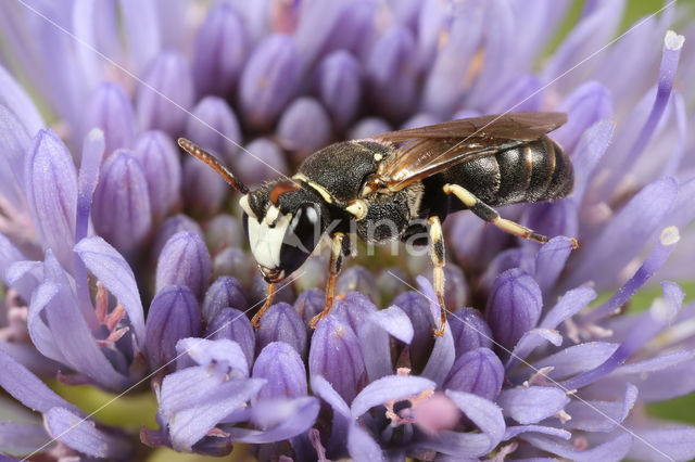 Rode maskerbij (Hylaeus variegatus)