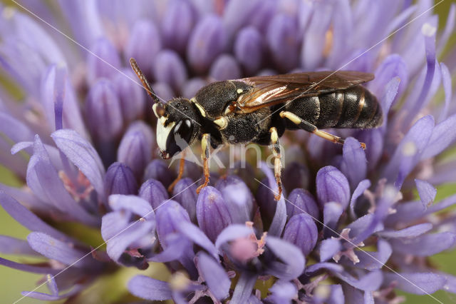 Rode maskerbij (Hylaeus variegatus)