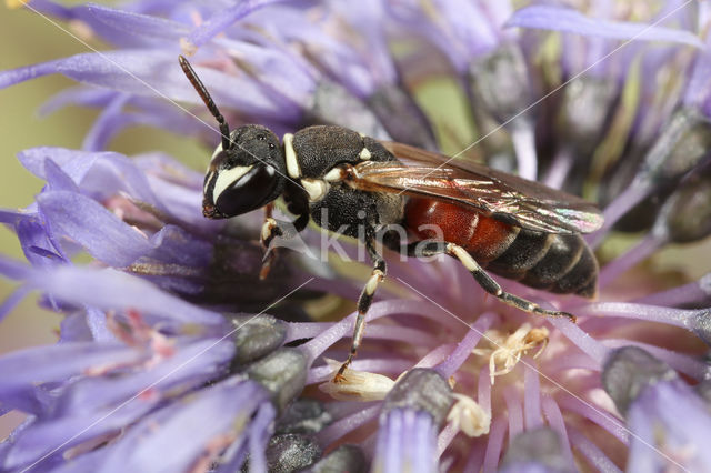 Hylaeus variegatus