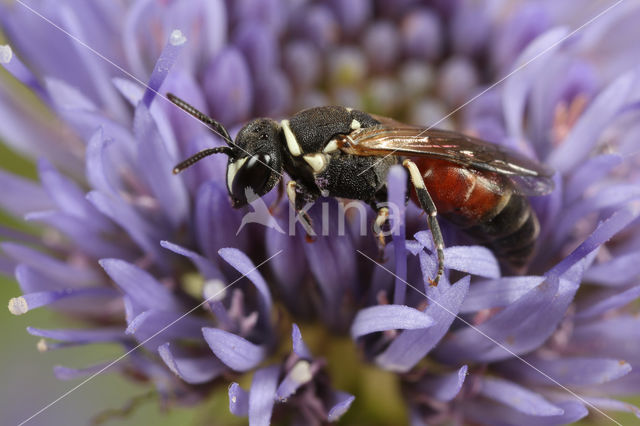 Rode maskerbij (Hylaeus variegatus)