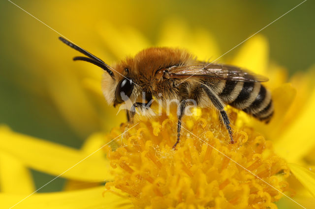 Colletes fodiens