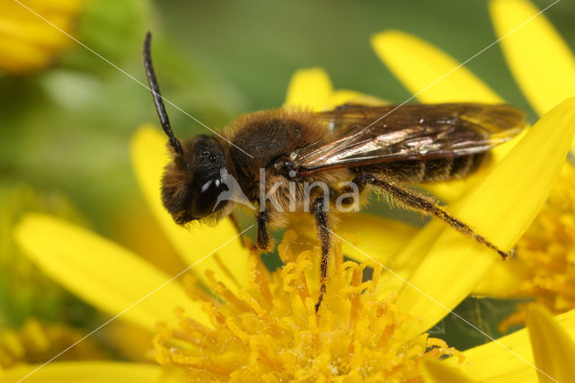 Donkere rimpelrug (Andrena bimaculata)