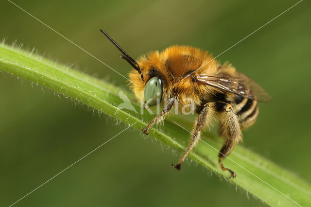 Anthophora bimaculata