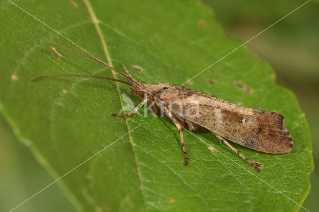 Glyphotaelius pellucidus