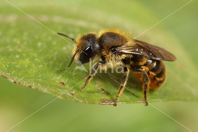 Kauwende metselbij (Osmia leaiana)