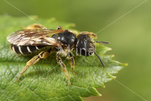 Blokhoofdgroefbij (Halictus maculatus)