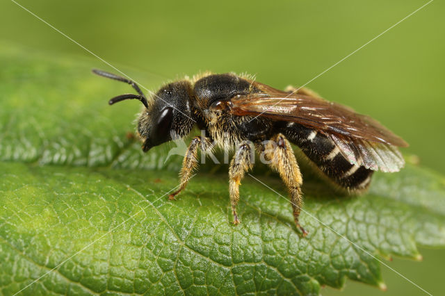 Blokhoofdgroefbij (Halictus maculatus)