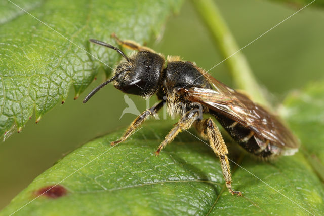 Blokhoofdgroefbij (Halictus maculatus)