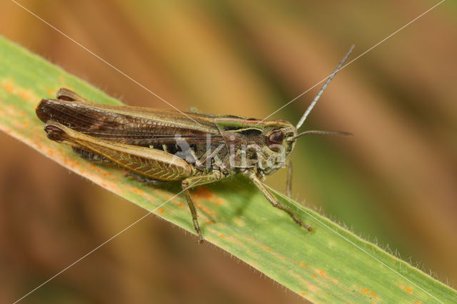 Common Green Grasshopper (Omocestus viridulus)