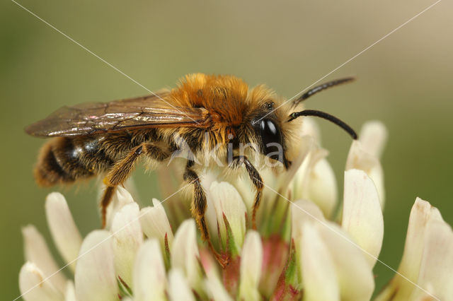 Andrena nigriceps