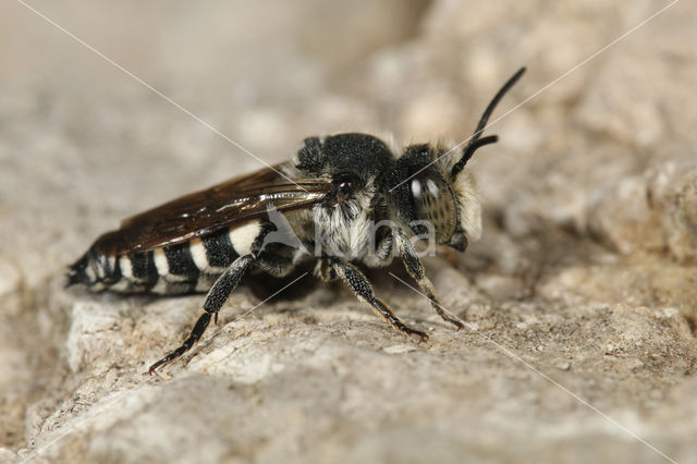 Grote kegelbij (Coelioxys conoidea)