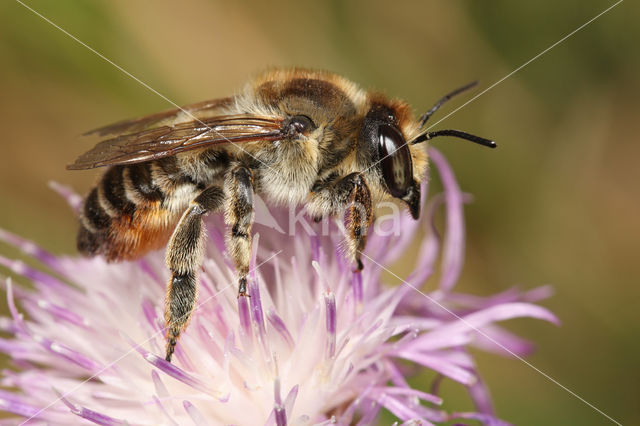 Kustbehangersbij (Megachile maritima)