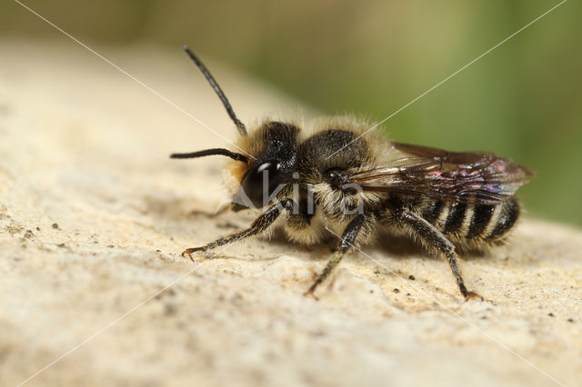 Tuinbladsnijder (Megachile centuncularis)