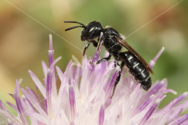 Zwartgespoorde houtmetselbij (Osmia leucomelana)