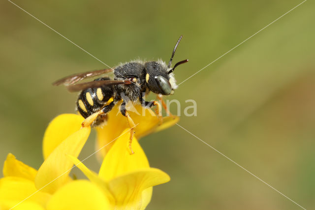 Anthidium lituratum