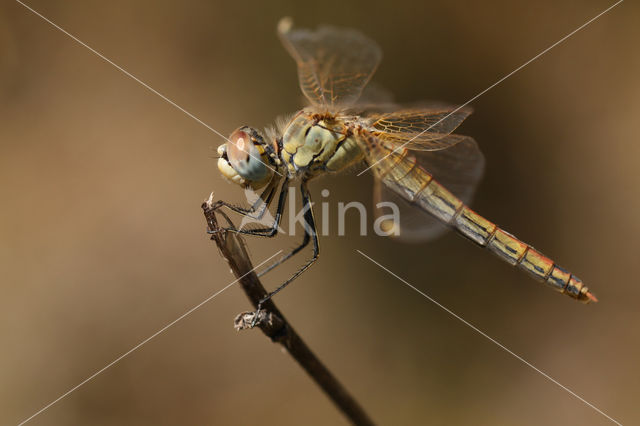 Red-veined Darter (Sympetrum fonscolombii)