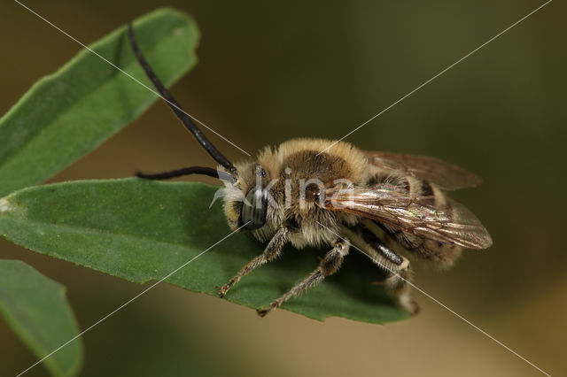 Tetralonia salicariae